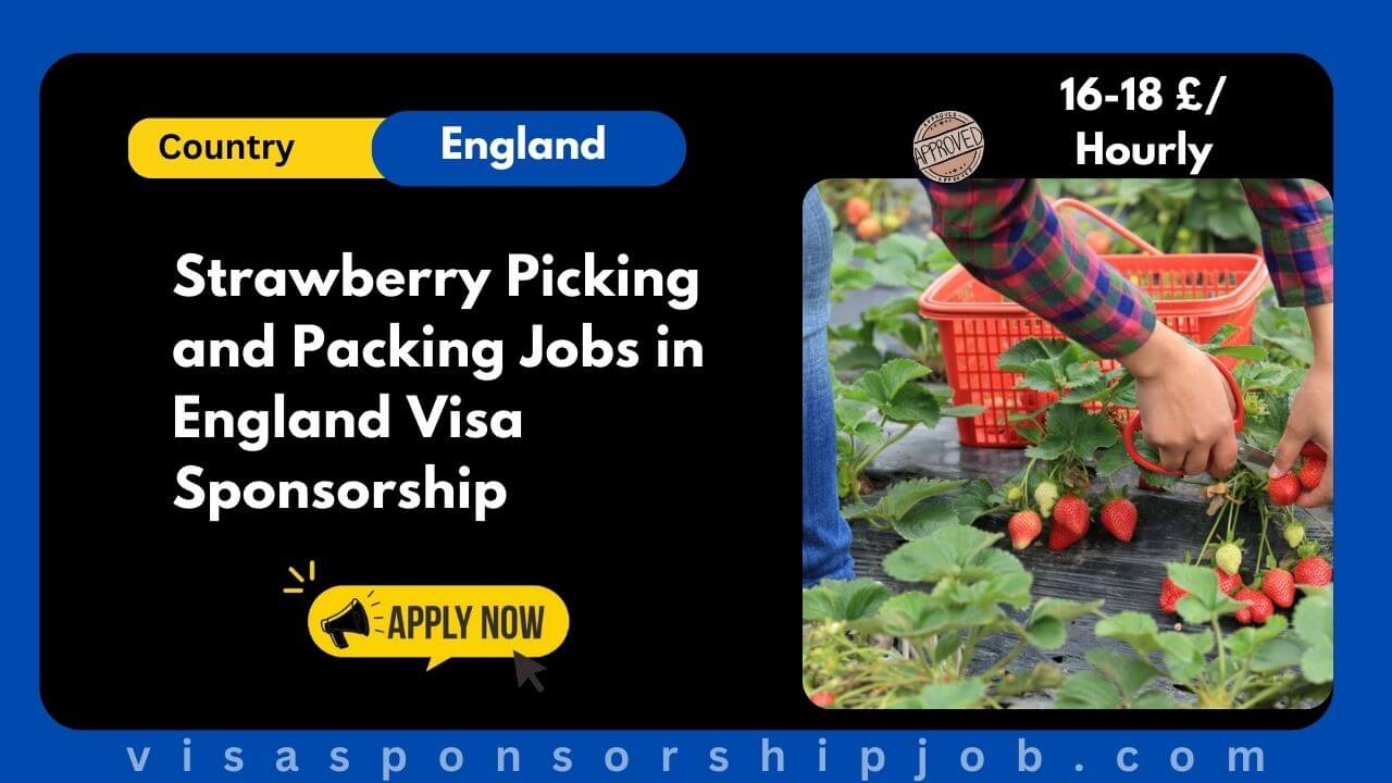 Strawberry Picking and Packing Jobs in England Visa Sponsorship