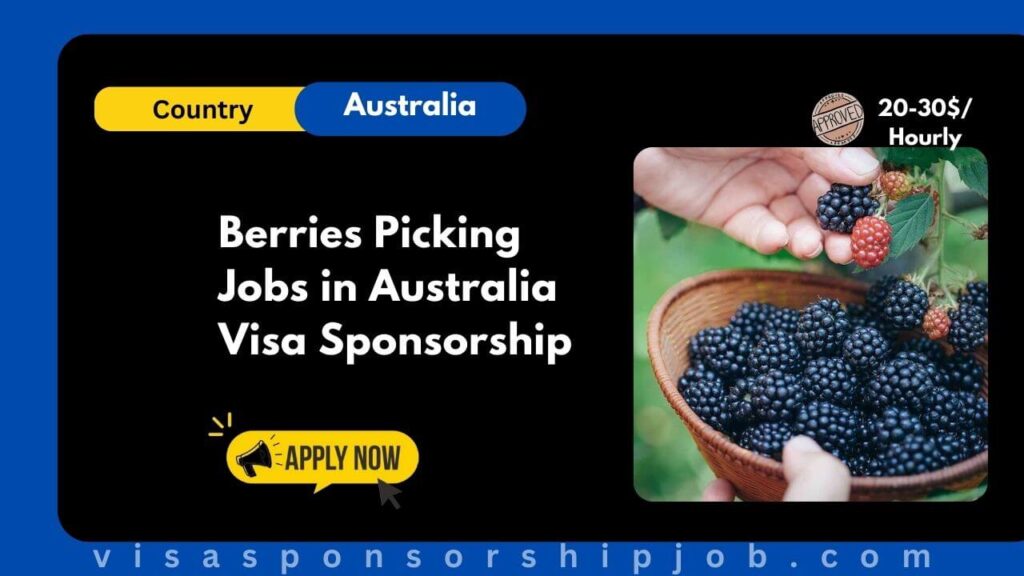 Berries Picking Jobs in Australia Visa Sponsorship