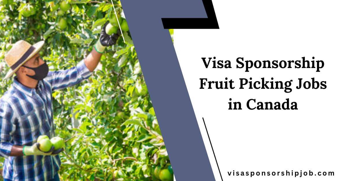 Visa Sponsorship Fruit Picking Jobs in Canada