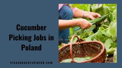 Cucumber Picking Jobs in Poland