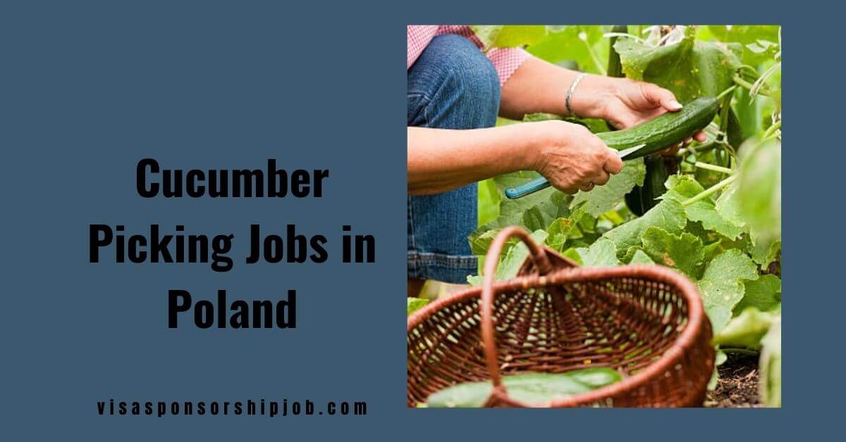 Cucumber Picking Jobs in Poland