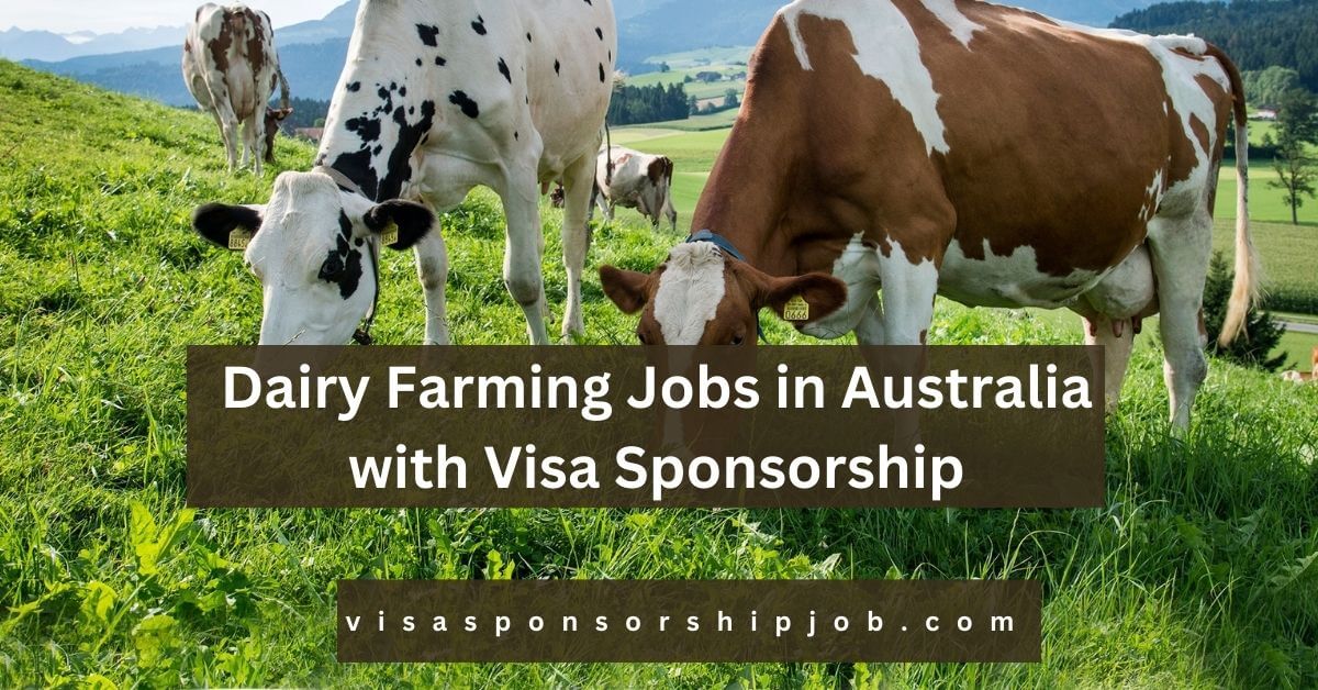 Dairy Farming Jobs in Australia with Visa Sponsorship