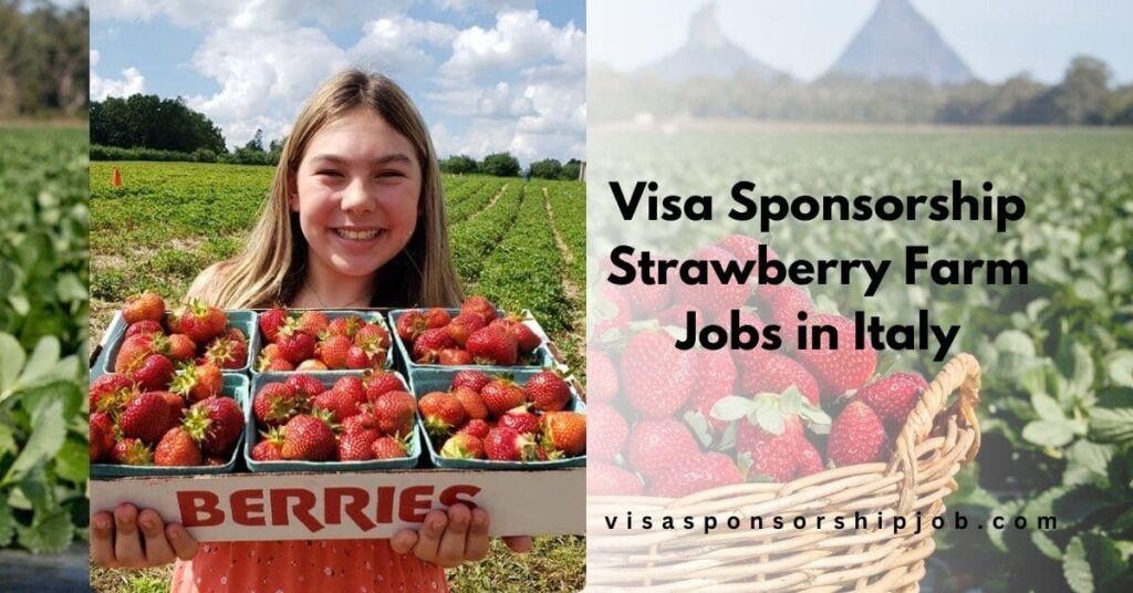 Visa Sponsorship Strawberry Farm Jobs in Italy