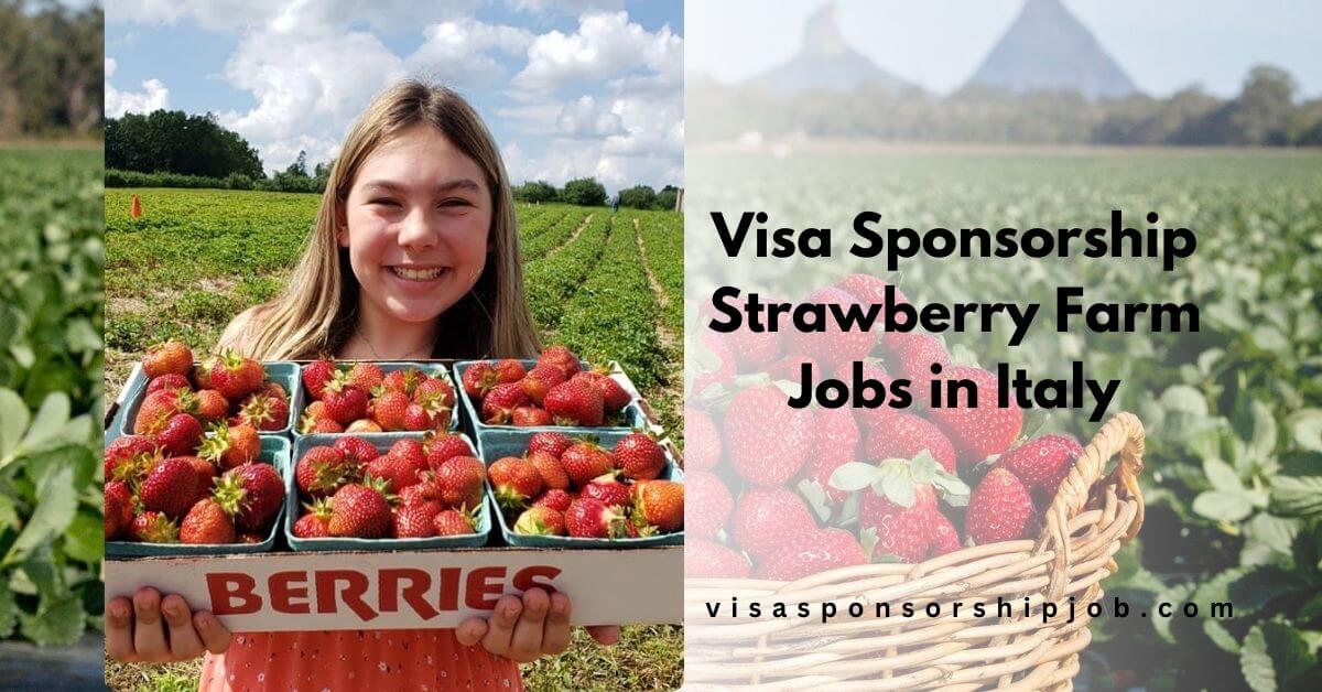 Visa Sponsorship Strawberry Farm Jobs in Italy