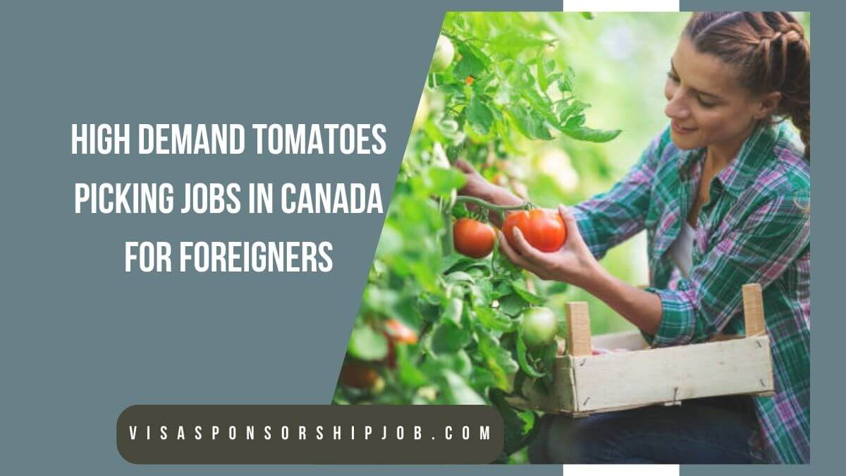 High Demand Tomatoes Picking Jobs in Canada for Foreigners