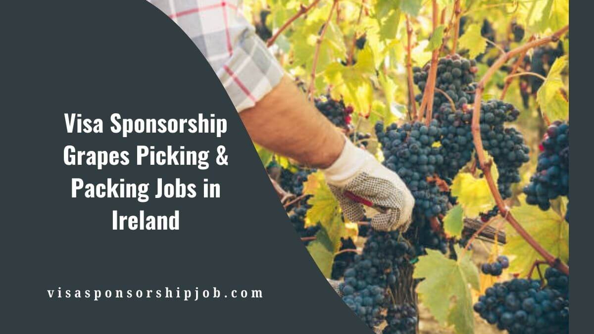 Visa Sponsorship Grapes Picking & Packing Jobs in Ireland