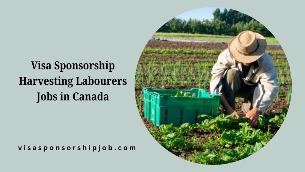 Visa Sponsorship Harvesting Labourers Jobs in Canada