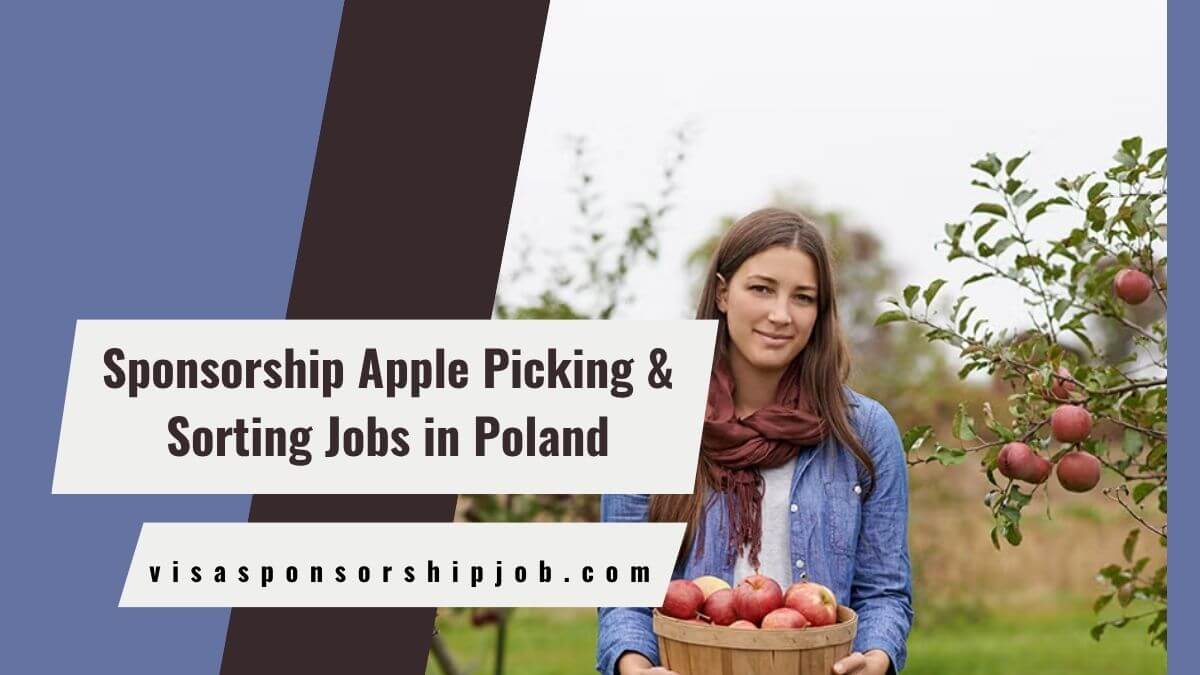 Sponsorship Apple Picking & Sorting Jobs in Poland